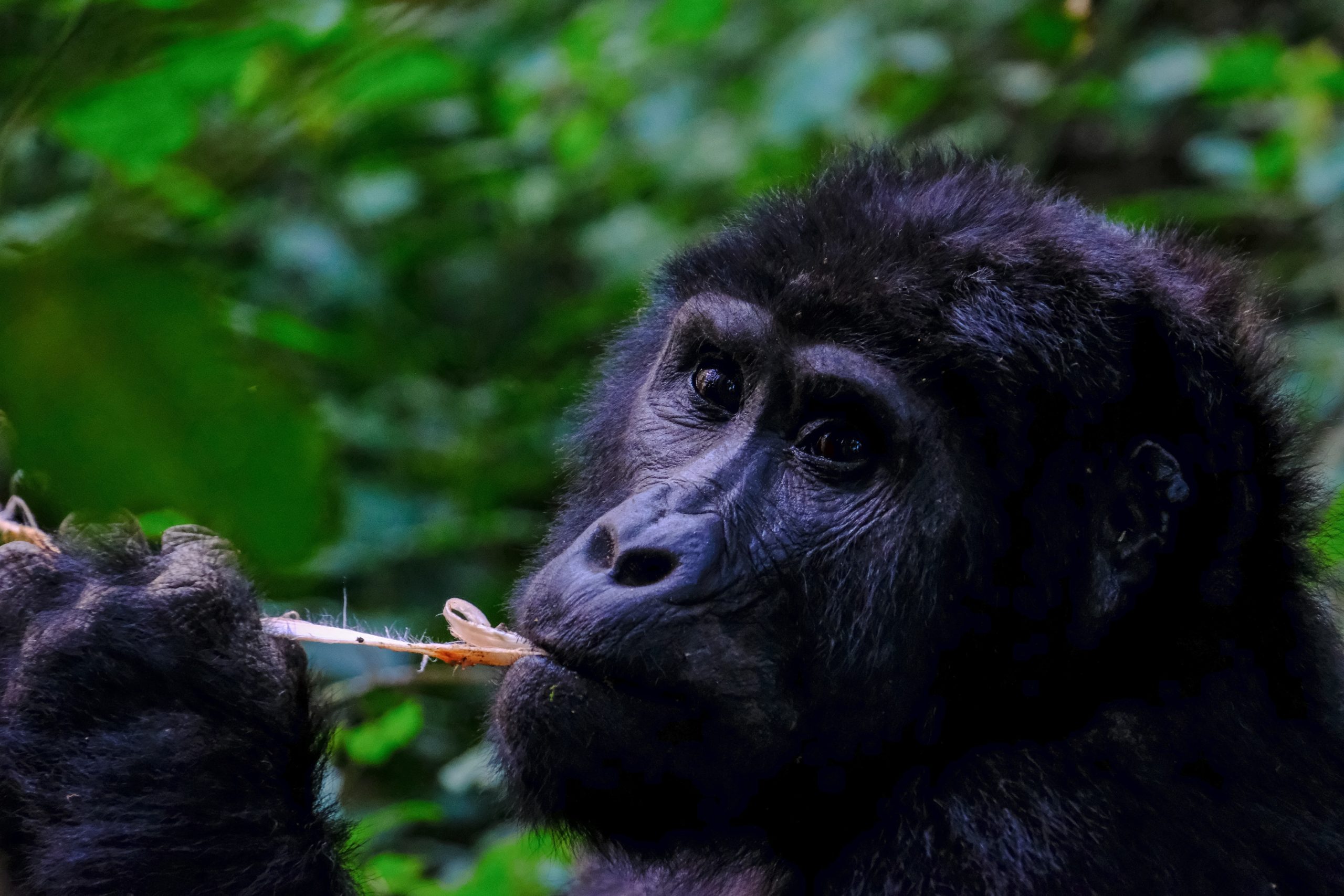 Why Are Gorilla Permit Expensive