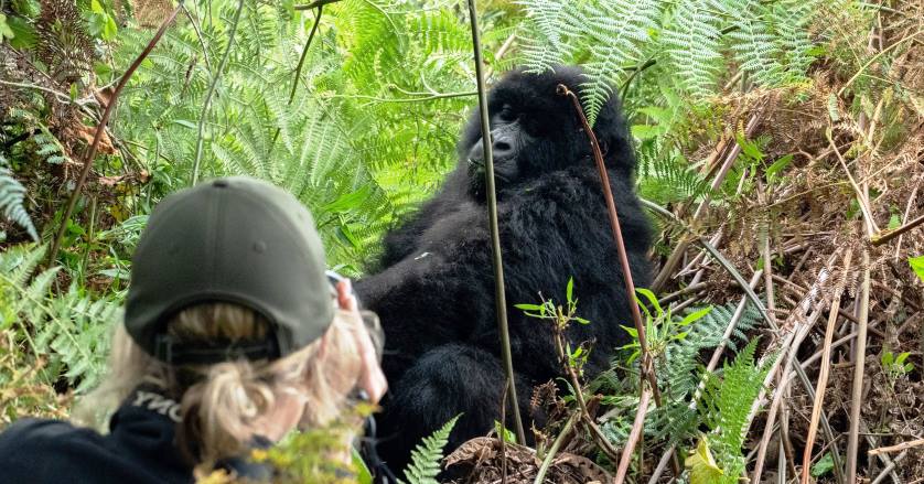 Mountain Gorilla Habituation in Bwindi National Park