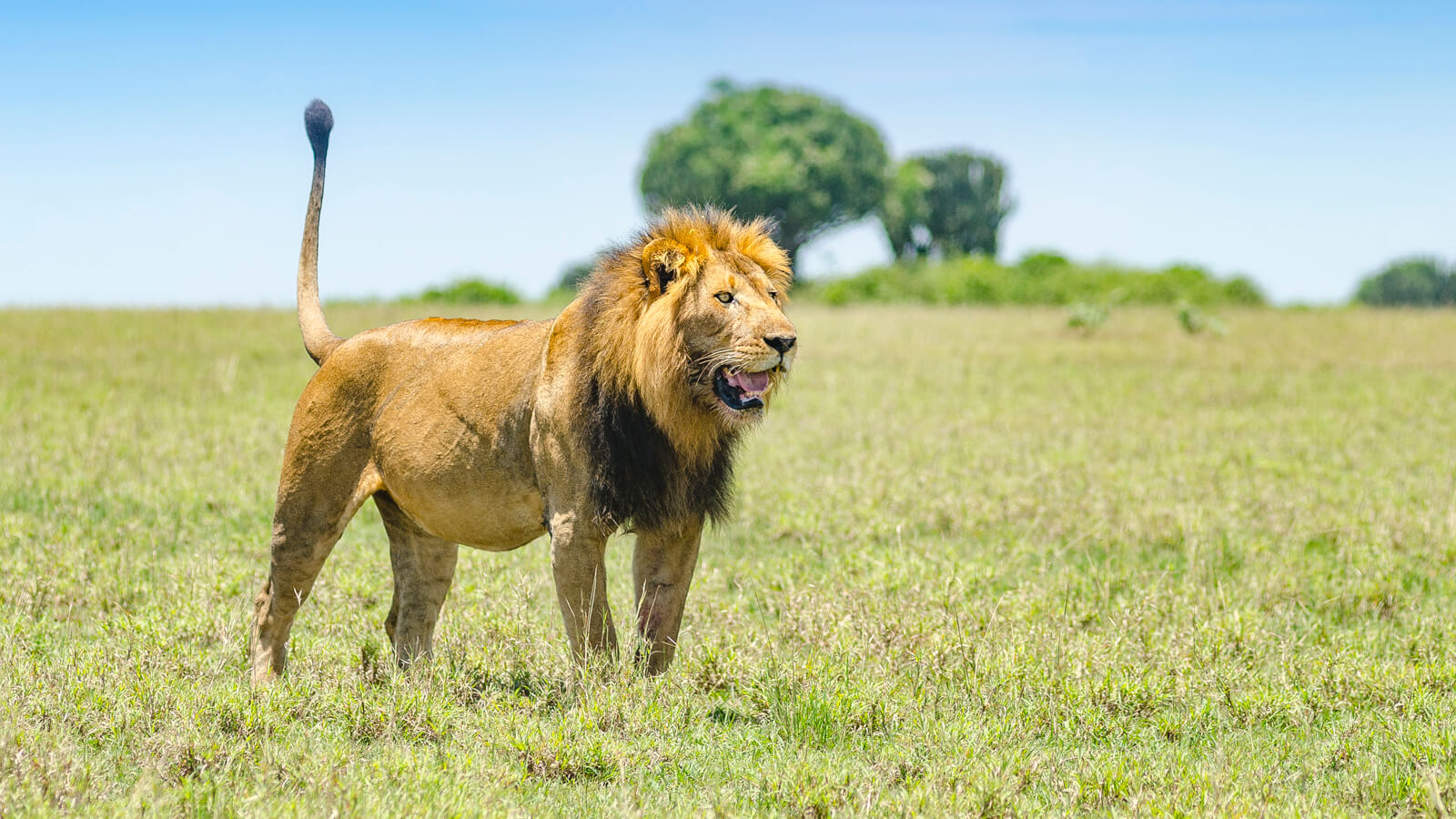 All About Tracking Lions in Uganda’s Queen Elizabeth National Park