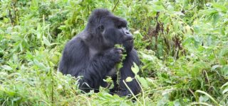 Visit Parc National Des Volcans