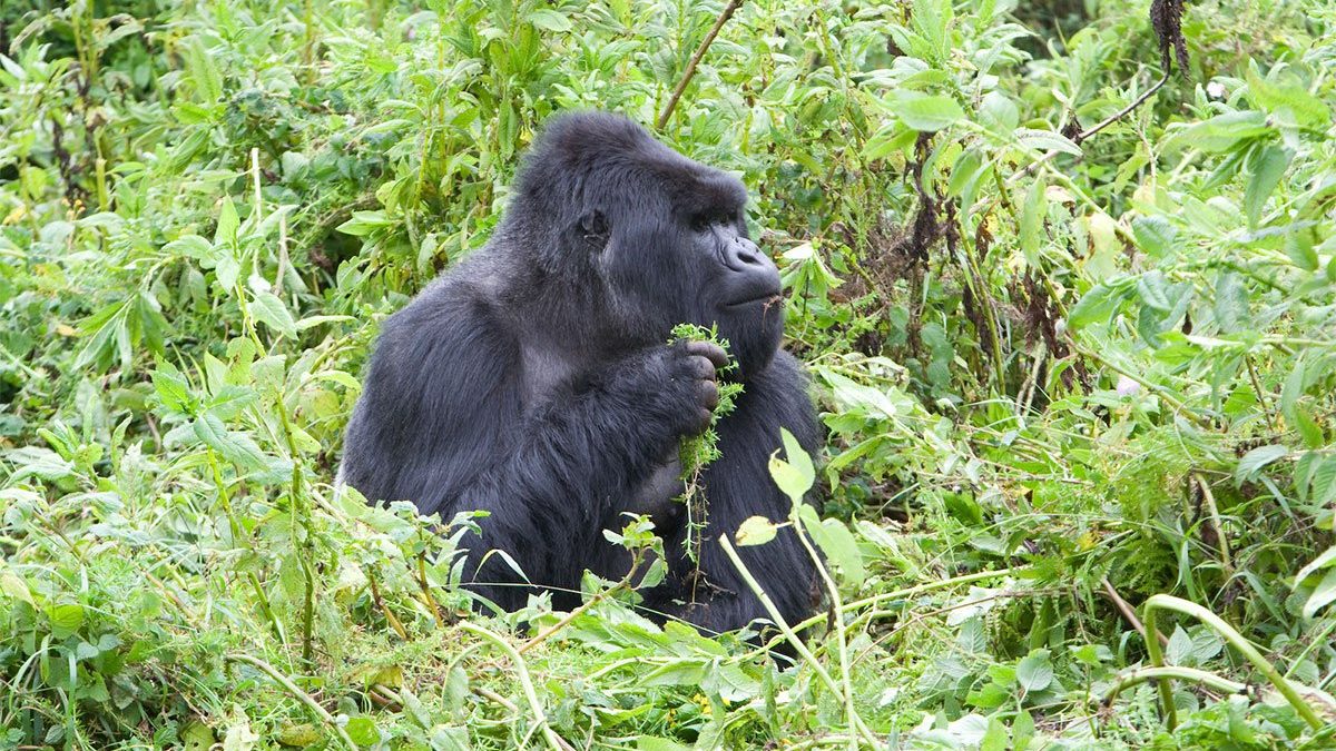How Long Does Gorilla Trekking in Africa Take?