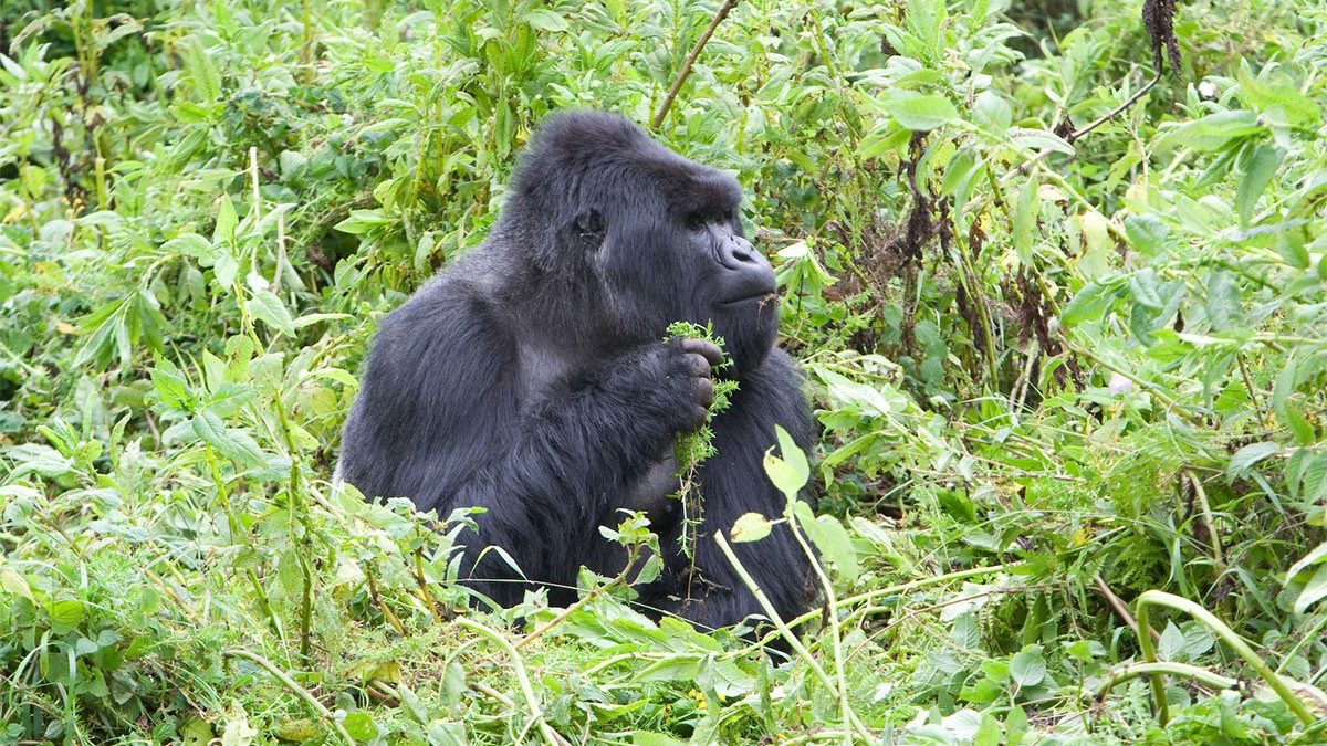 Visit Rusumo Falls in Rwanda