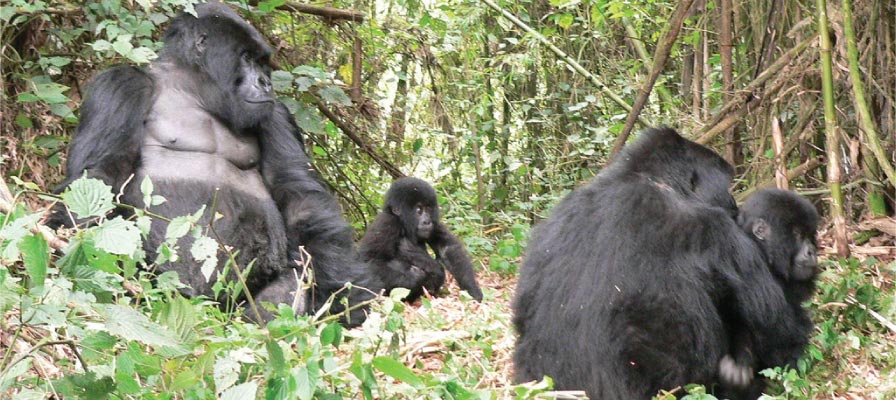 Mountain Gorilla Habituation in Bwindi National Park