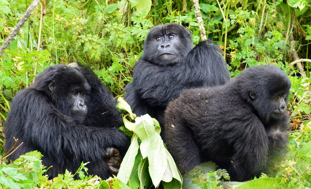 Why Gorilla Trekking is a Conservational Experience