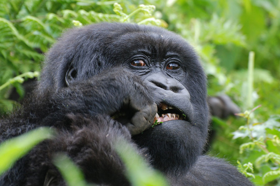 Carrying water vs a snack on a mountain gorilla trekking experience