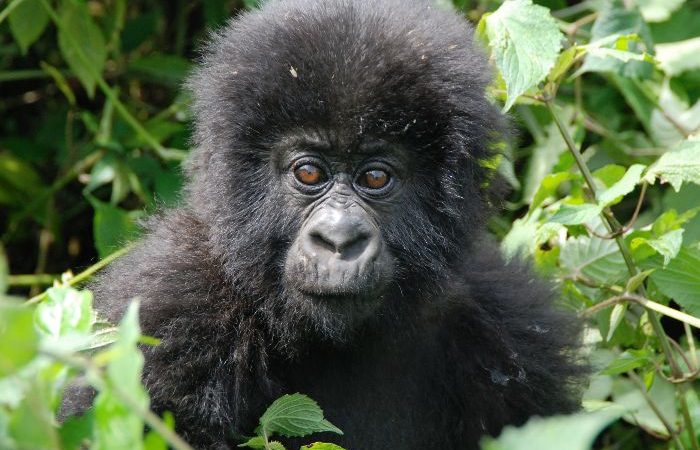 Age Limit For Gorilla Trekking in Rwanda, Uganda and Congo?