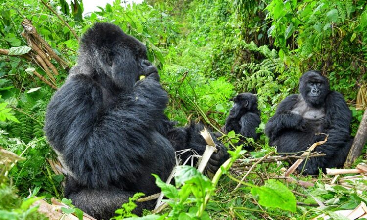 Carrying water vs a snack on a mountain gorilla trekking experience