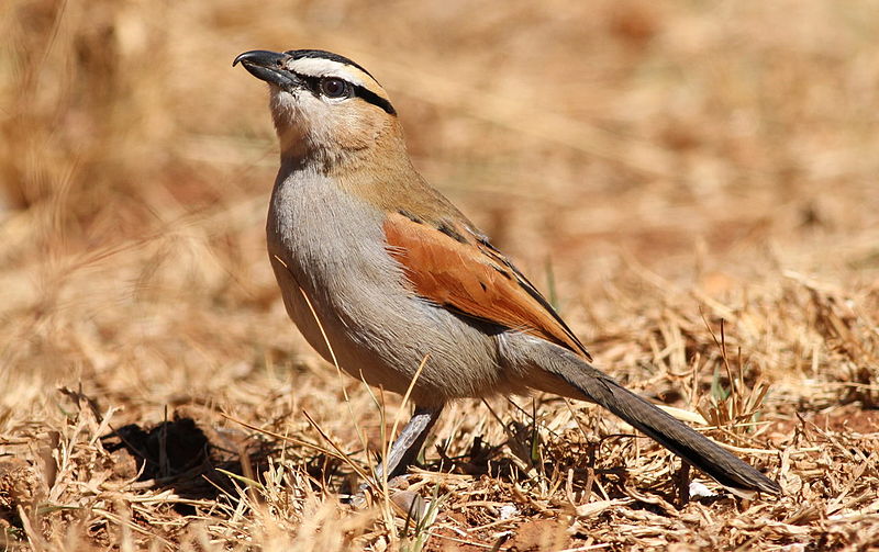 Birding in Bigodi Swamp and Kibale National Park