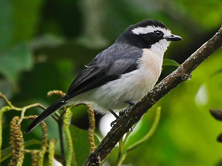 Birding in Bigodi Swamp and Kibale National Park