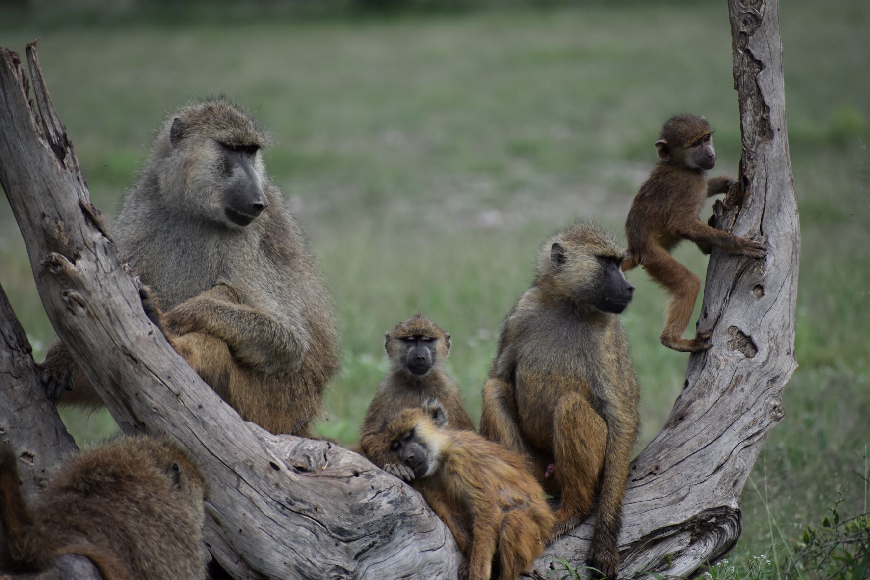Facts About Baboons