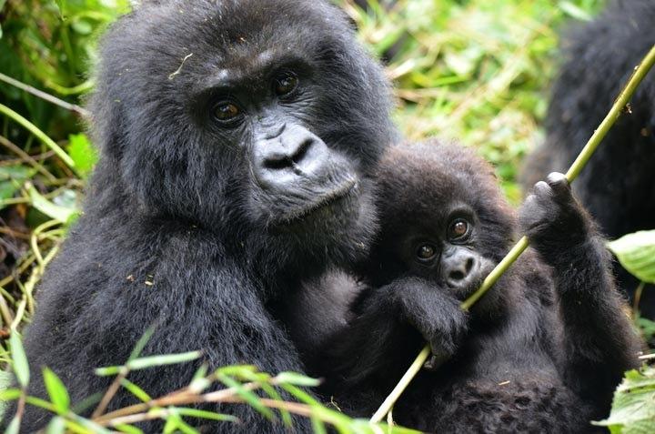 Guidelines For Gorilla Trekking in Uganda, Rwanda and Congo