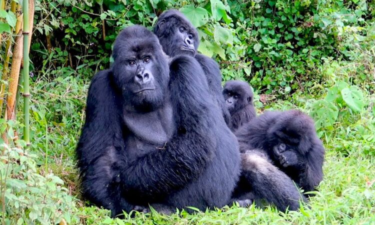 Gorilla Trekking in Virunga National Park