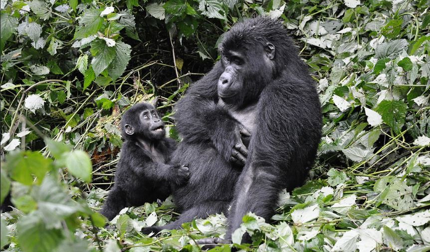 What is the Weather and Climate in Bwindi Impenetrable National Park?