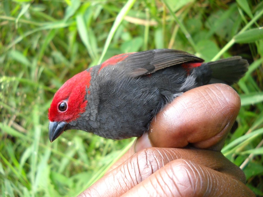 Birding Tours in Volcanoes National Park