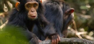 2023 Chimpanzee Habituation Experience in Kibale National Park