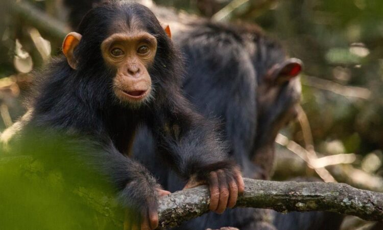 2023 Chimpanzee Habituation Experience in Kibale National Park