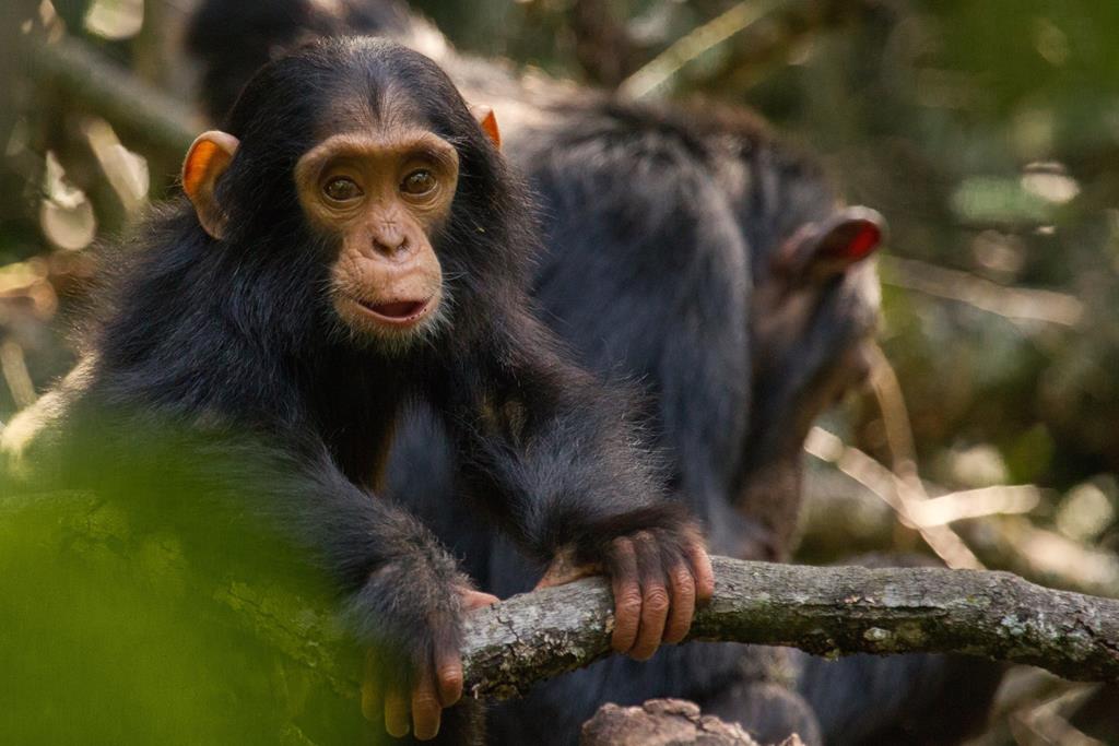 2023 Chimpanzee Habituation Experience in Kibale National Park