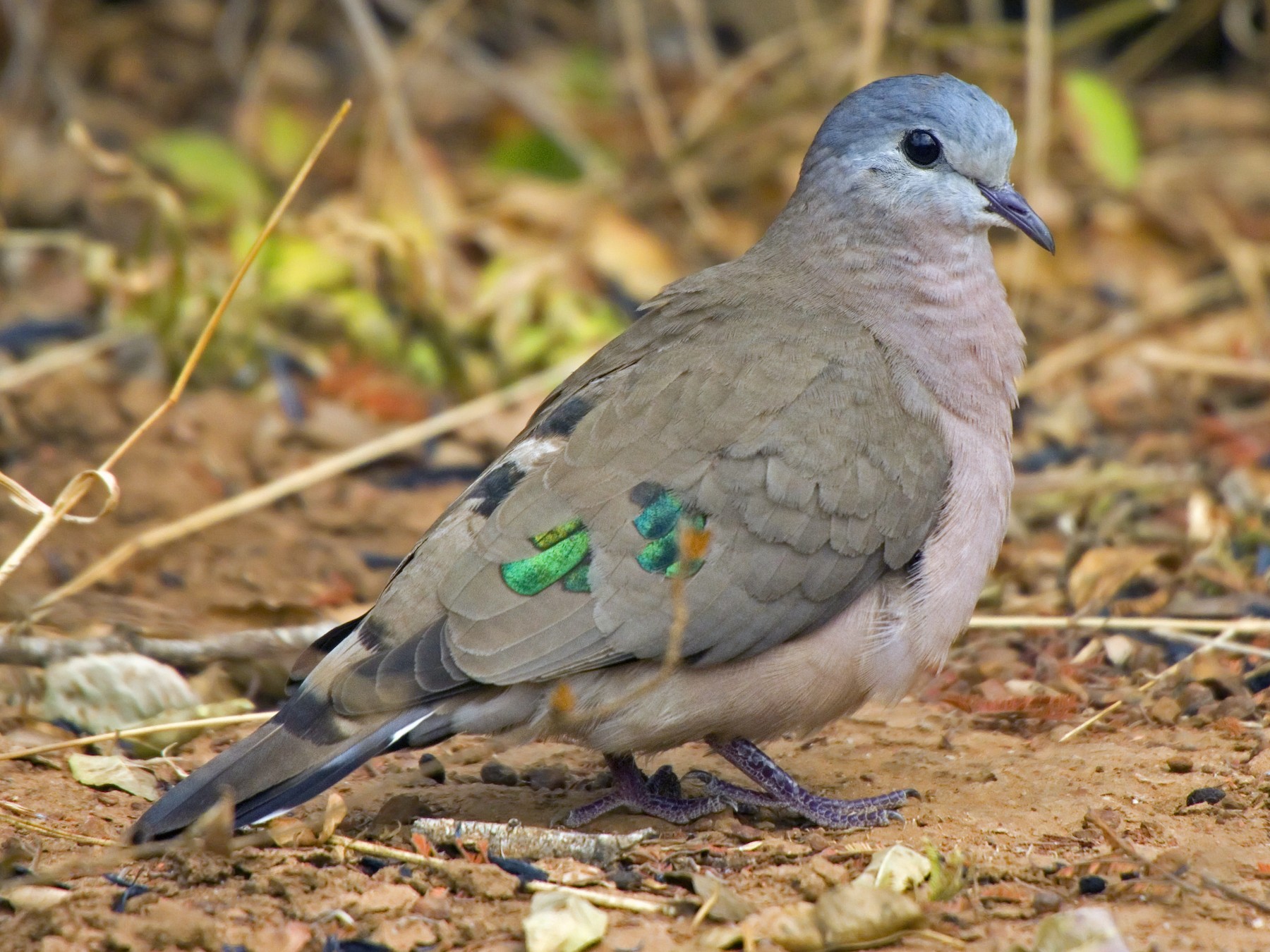 Birding safaris in Uganda