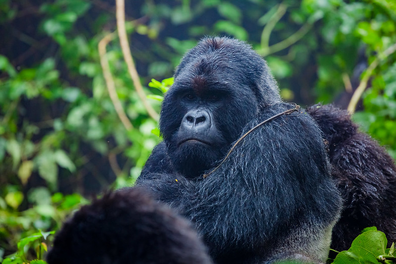 How fit should you be for gorilla trekking in Uganda, Rwanda and Congo?