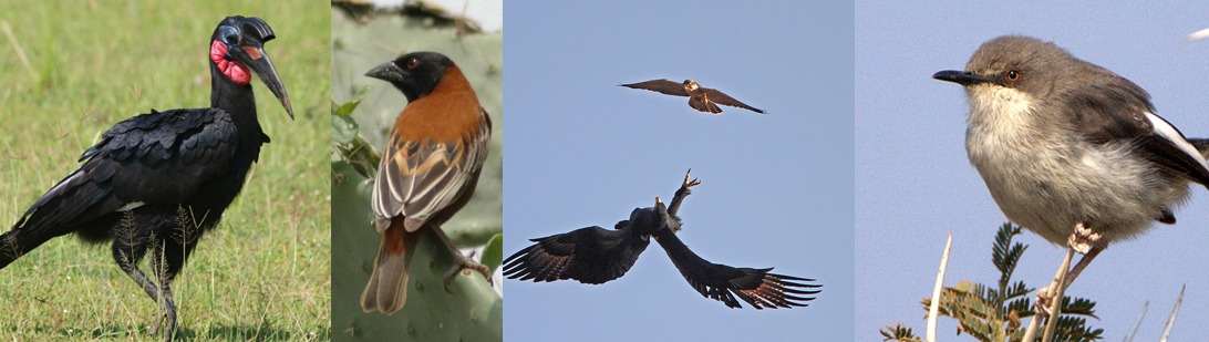 Kidepo national park