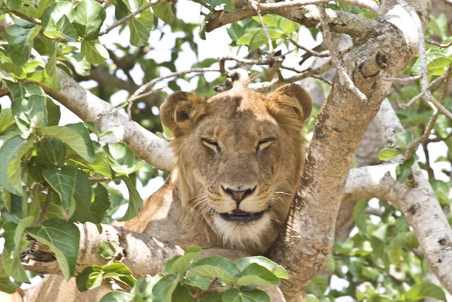 Queen Elizabeth national park