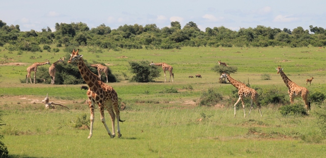 Murchison falls National park