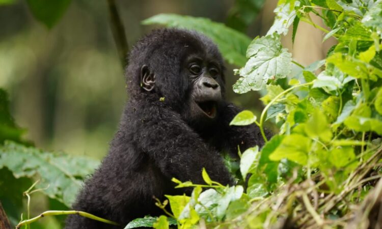 Gorilla Trekking in Virunga National Park