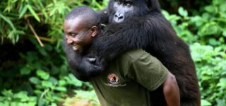 Gorilla Trekking in Virunga National Park