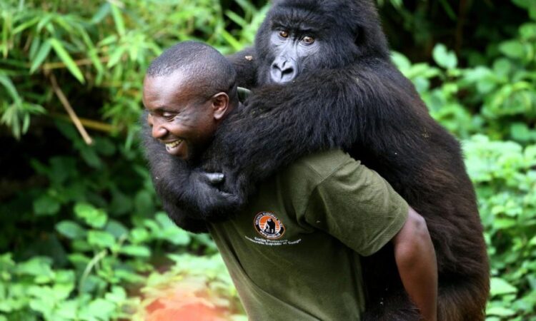 Gorilla Trekking in Virunga National Park