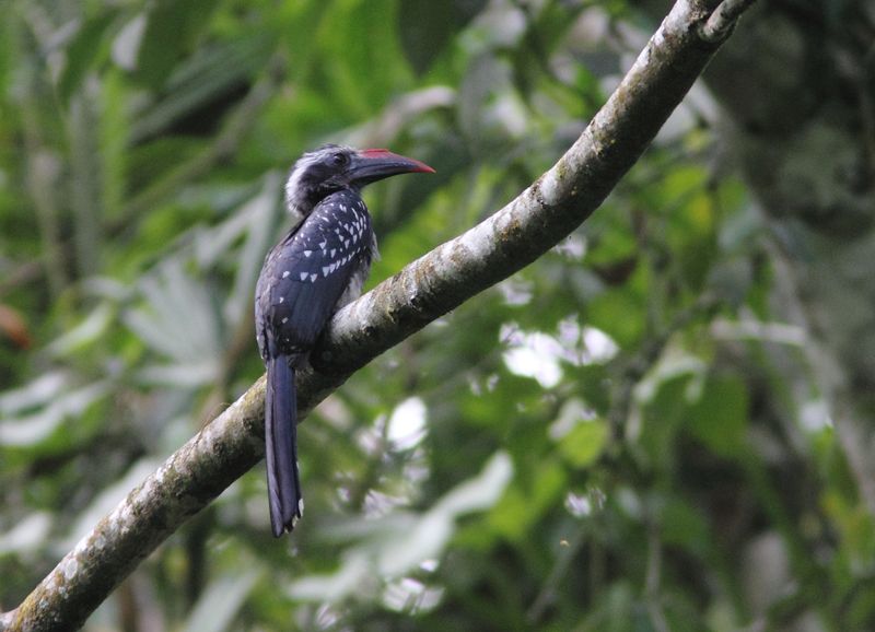 A Guide to Birding in Semuliki national park