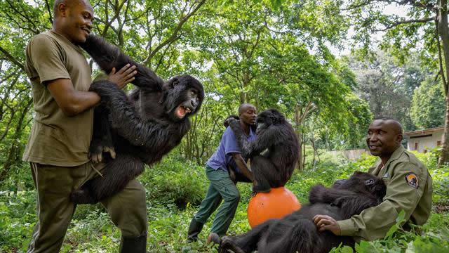 2024 Best Guide to Gorilla Trekking
