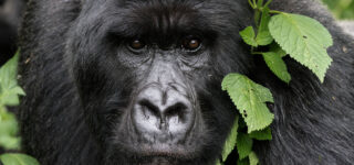 What to Expect from Gorilla Trekking in Rwanda