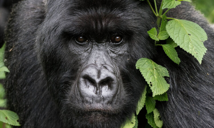 What to Expect from Gorilla Trekking in Rwanda