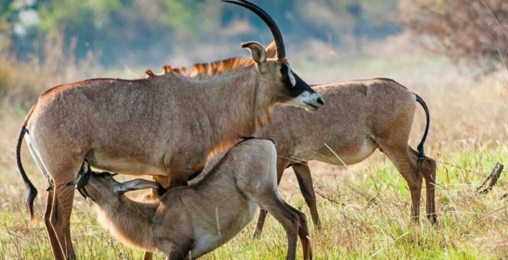 Ruma National Park Kenya National Parks Kenya Tours