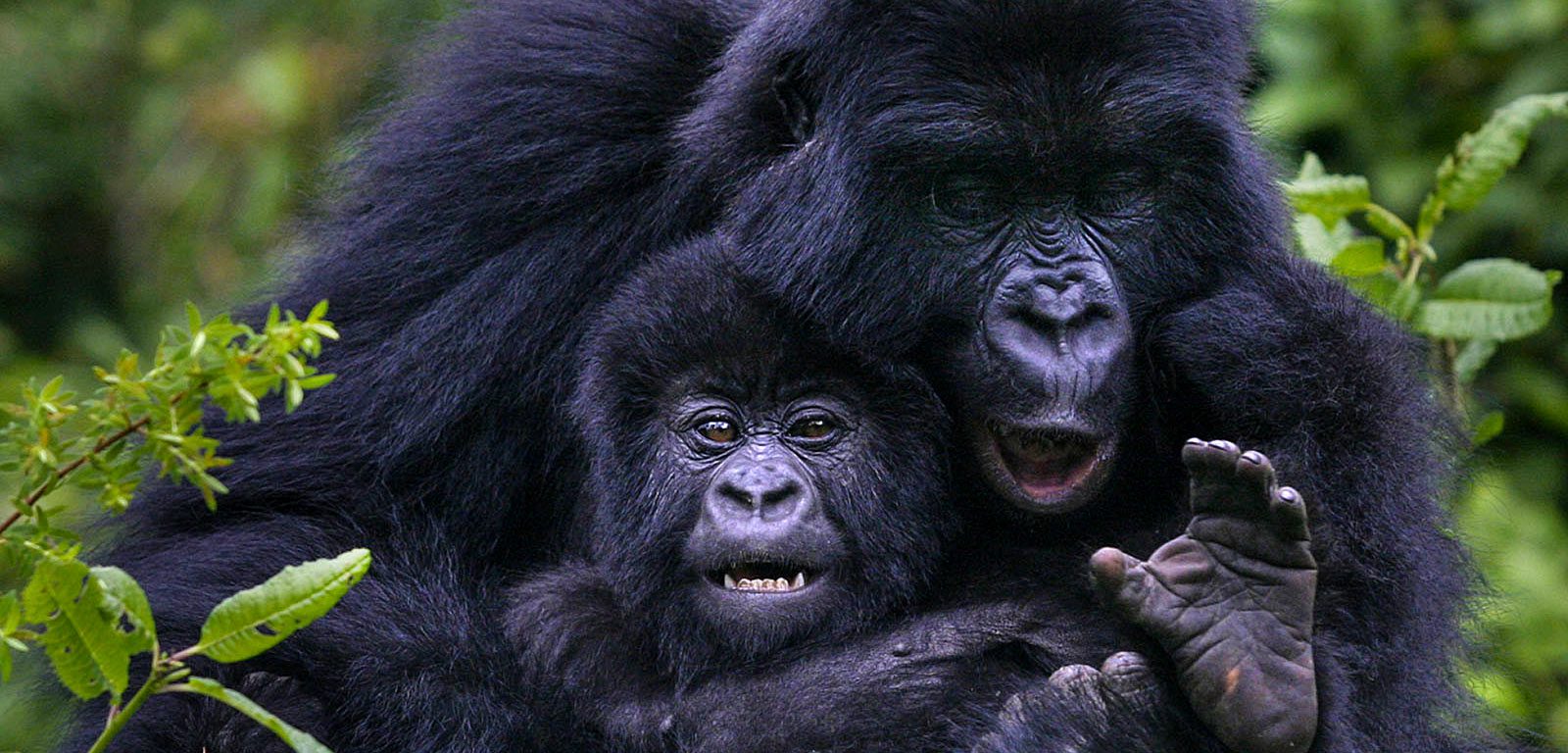 Why is Gorilla Trekking One Hour?