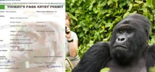 Why Is The Rwandan Gorilla Trekking Permit Expensive