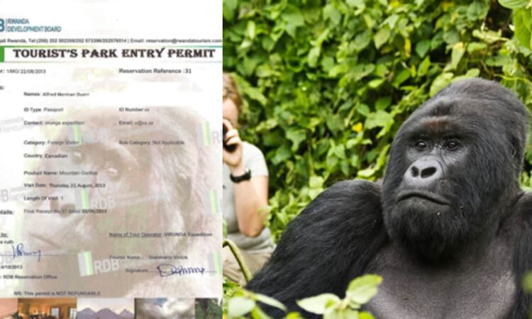 Why Is The Rwandan Gorilla Trekking Permit Expensive