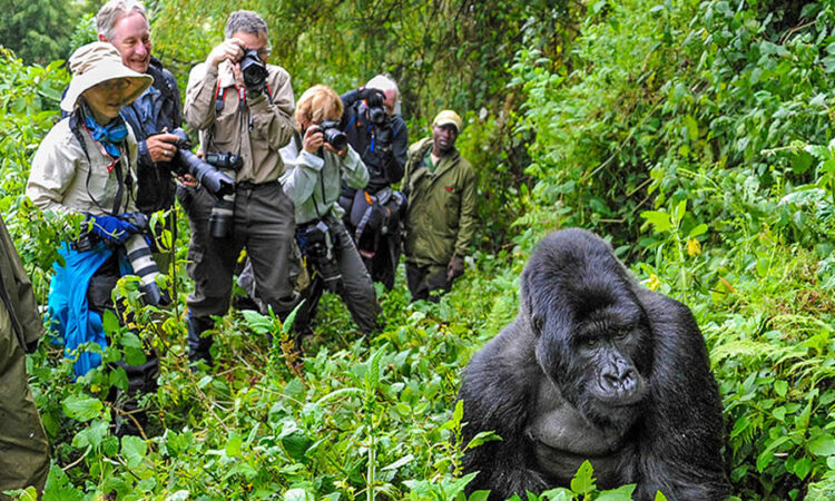 How To Dress For Gorilla Trekking Safari