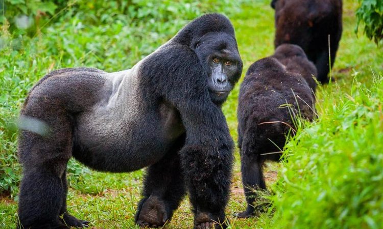 Why Is The Rwandan Gorilla Trekking Permit Expensive