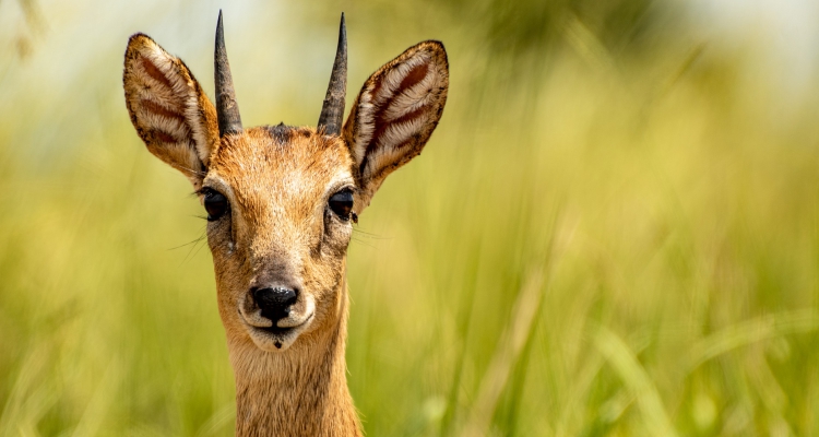 Bottom of the falls tour in Murchison falls national park