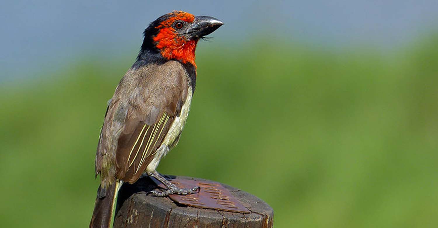 Attractions in Lake Mburo national park