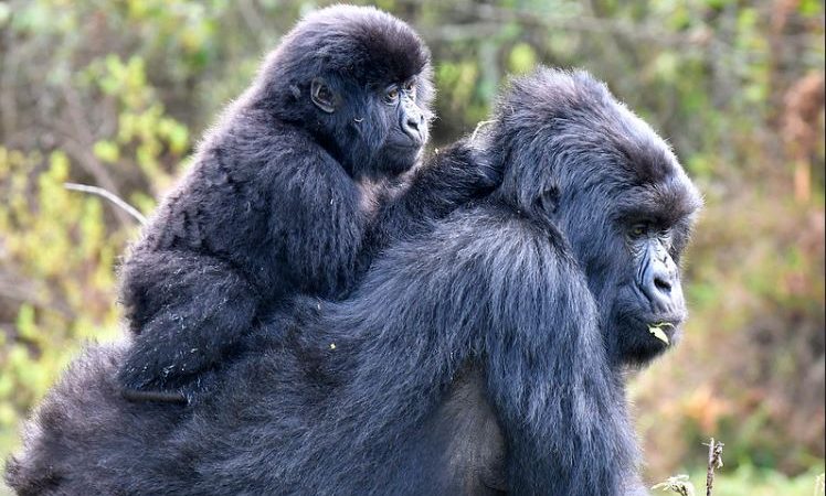 Gorilla Trekking in Bwindi Vs Mgahinga