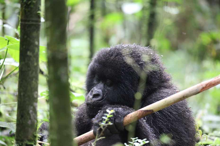 Are Gorillas Dangerous Creatures?