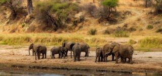 5 Days Tarangire, Ngorongoro, and Serengeti Wildlife Safari