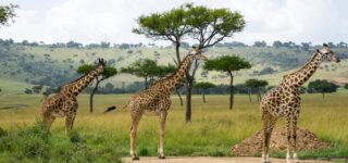 2 Days Hells Gate and Lake Naivasha Safari