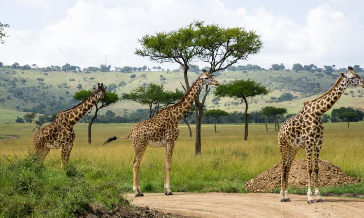 2 Days Hells Gate and Lake Naivasha Safari