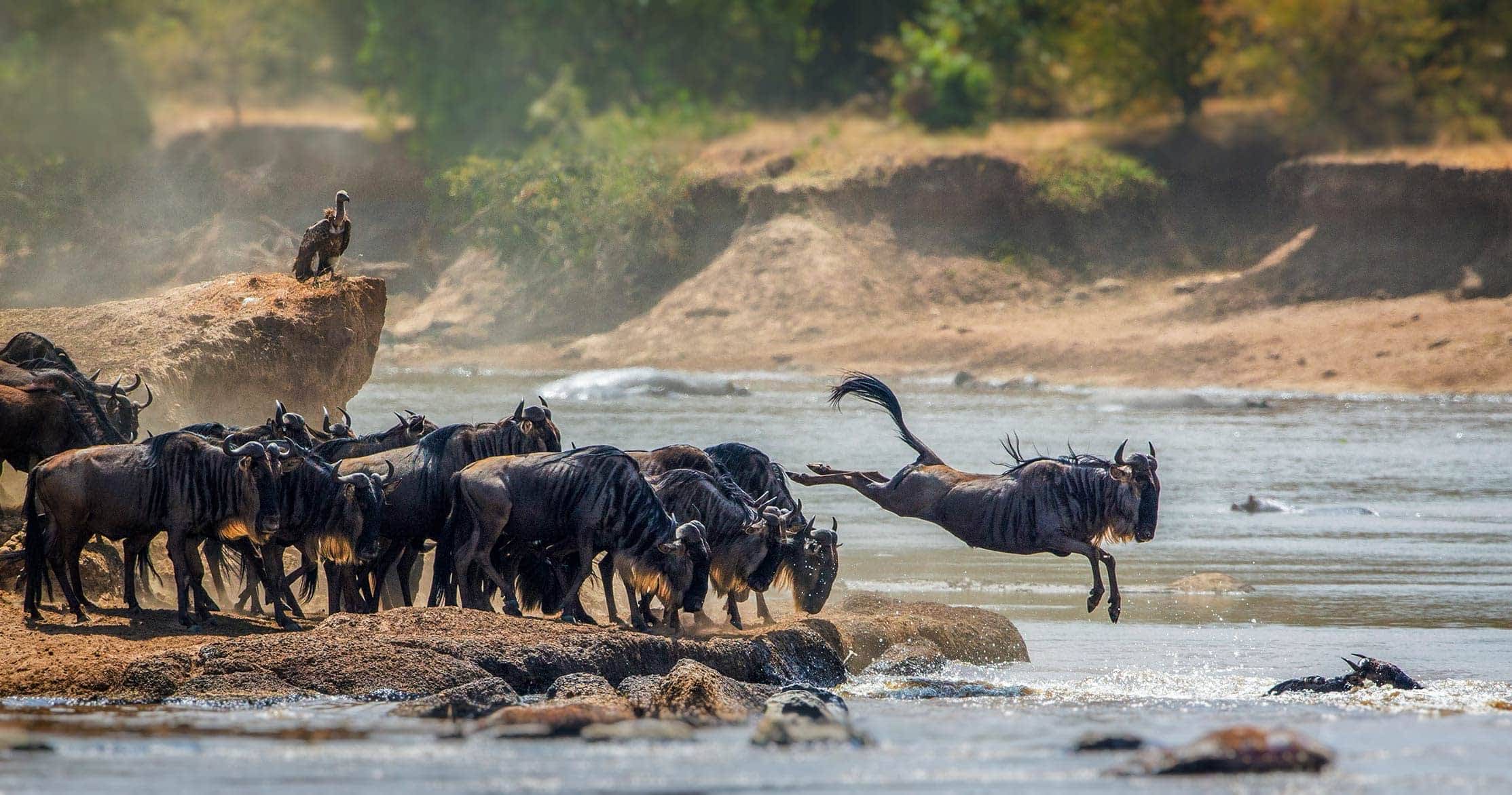 6 Days Tanzania Luxury Wildlife Safari
