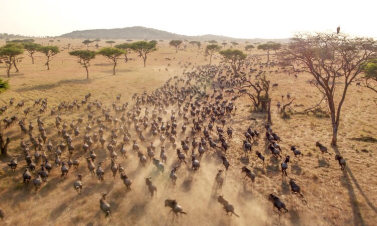4 Days Kenya Luxury Safari