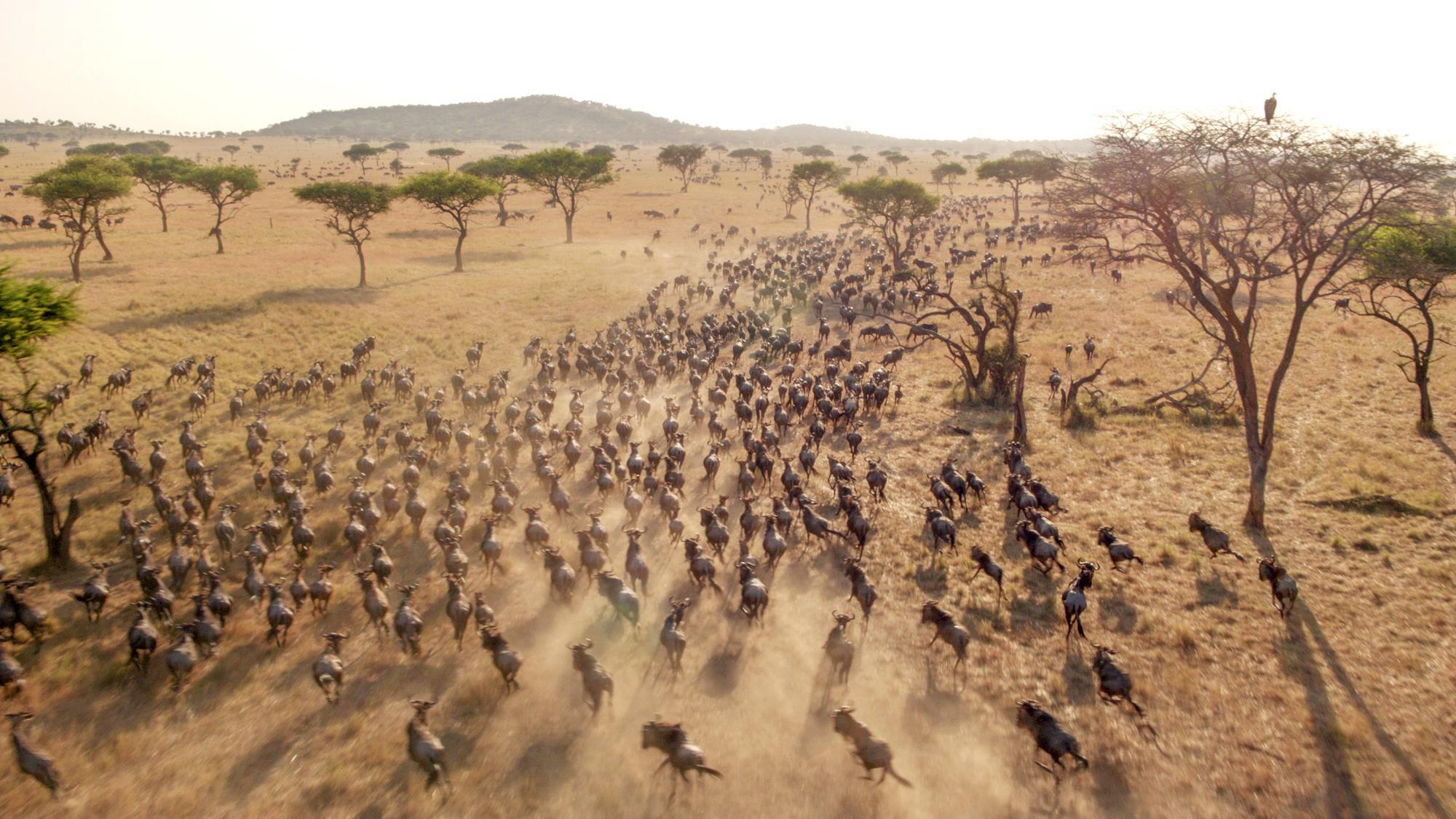 6 Days Bwindi Gorillas and Masai Mara Safari