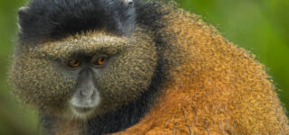 Golden Monkey Trekking in Volcanoes National Park 2026